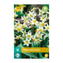 Tulpenbollen Turkestanica (zakje van 10 stuks)